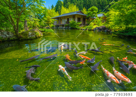 茶室と鯉 日本庭園 玉露の里 【静岡県】 茶室と鯉 日本庭園 玉露の里 【静岡県】 77933693