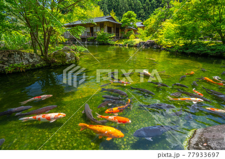 茶室と鯉　日本庭園　玉露の里　【静岡県】 77933697