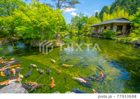 茶室と鯉　日本庭園　玉露の里　【静岡県】 77933698