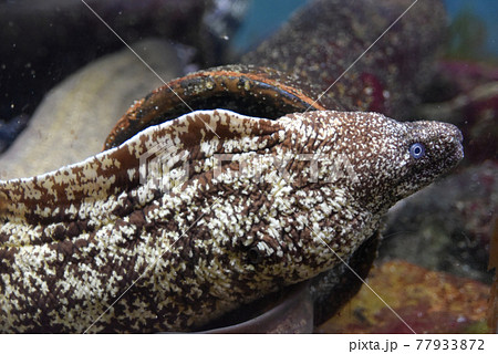 水族館のウツボ 石川県のとじま水族館 の写真素材