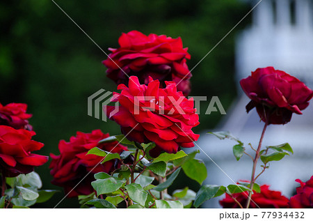 カンデラブラ カンデラブラ 77934432