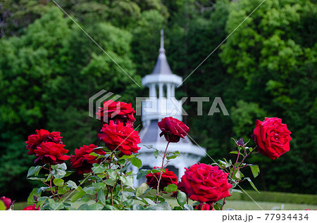 カンデラブラ 77934434