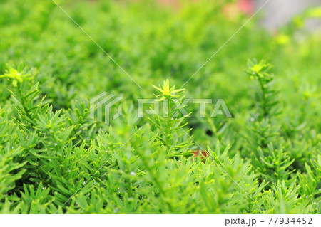 伽羅木（キャラボク）の新芽 77934452