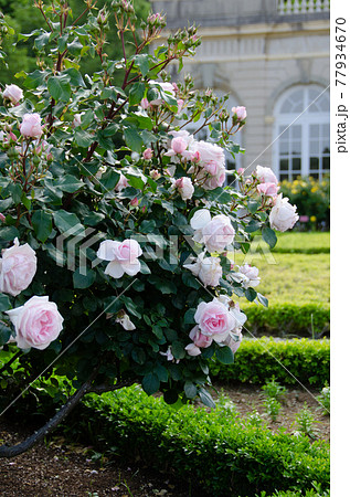 河津バガテル公園のバラとオランジェリーの写真素材