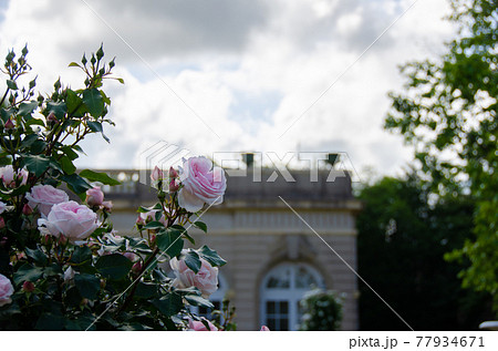 河津バガテル公園のバラとオランジェリー 77934671