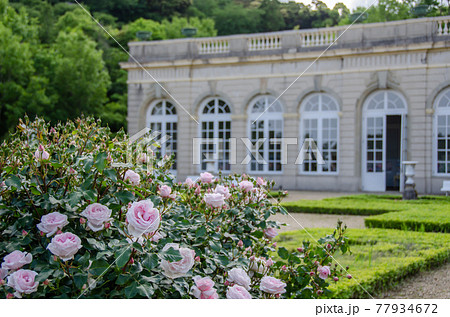 河津バガテル公園のバラとオランジェリー 77934672