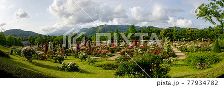 河津バガテル公園のキオスクからの眺望 河津バガテル公園のキオスクからの眺望 77934782