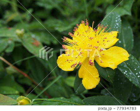 雨のヒペリカム 雨のヒペリカム 77934783