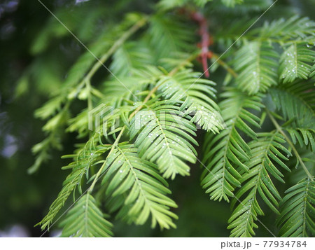 雨に濡れるメタセコイアの葉 77934784