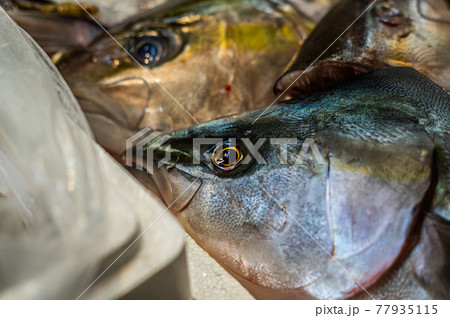 市場の魚 77935115