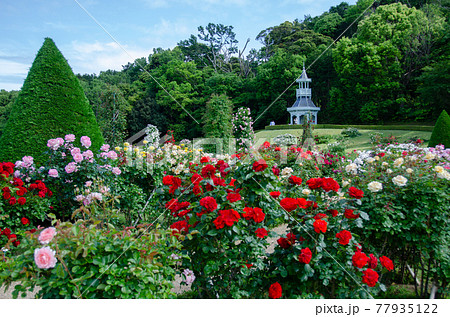 河津バガテル公園 河津バガテル公園 77935122