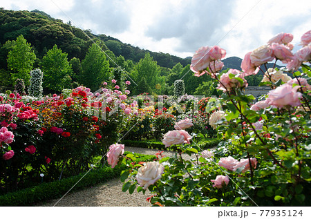 河津バガテル公園 77935124