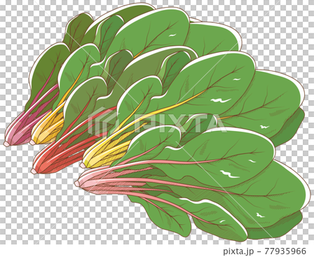 Swiss Chard 77935966