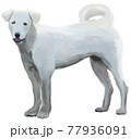 白い中型犬の立ち姿・全身イラスト 77936091