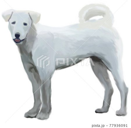 白い中型犬の立ち姿・全身イラスト 白い中型犬の立ち姿・全身イラスト 77936091