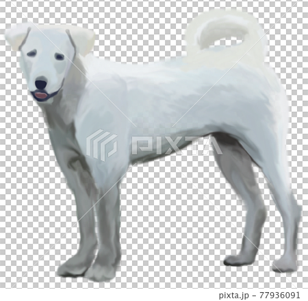 白い中型犬の立ち姿・全身イラスト 白い中型犬の立ち姿・全身イラスト 77936091