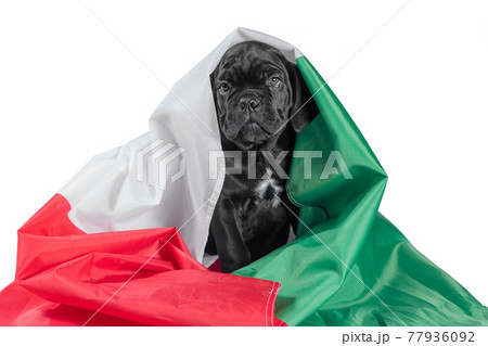 black cane corso puppy with italian flag black cane corso puppy with italian flag 77936092