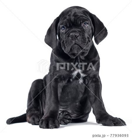 black cane corso puppy looking up on a white background black cane corso puppy looking up on a white background 77936093