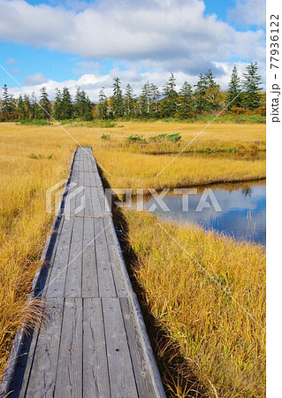 北海道共和町 神仙沼湿原の木道 北海道共和町 神仙沼湿原の木道 77936122