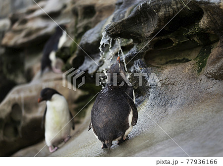 Southern rockhopper penguin taking shower under a stream of water Southern rockhopper penguin taking shower under a stream of water 77936166