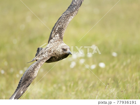 Great Skua in flight in moorlands 77936191