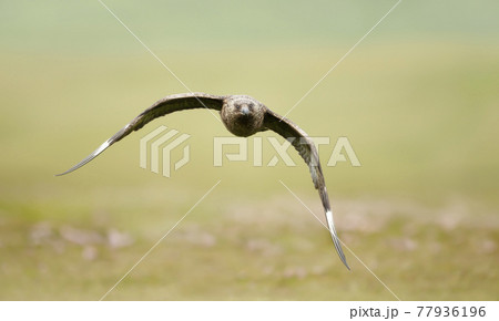 Great Skua in flight in moorlands 77936196