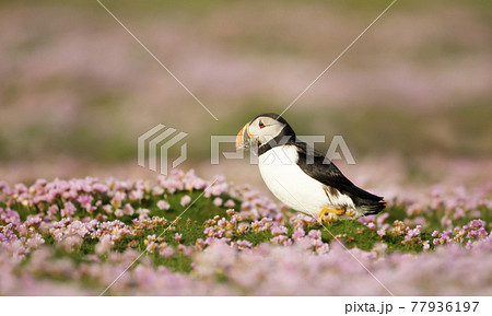 Atlantic puffin with sand eels in pink sea thrift flowers 77936197