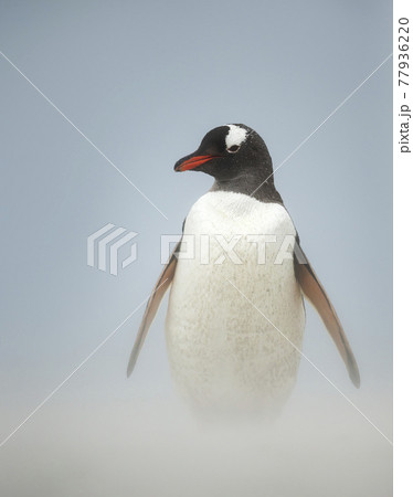 Close up of a Gentoo penguin on a beach Close up of a Gentoo penguin on a beach 77936220