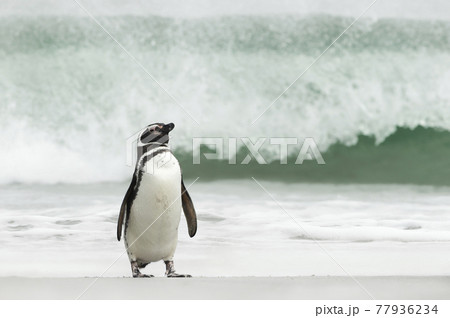 Close up of a Magellanic penguin on a sandy beach Close up of a Magellanic penguin on a sandy beach 77936234