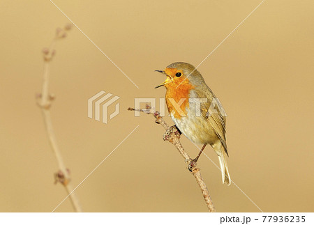 Close up of a European Robin calling in spring 77936235