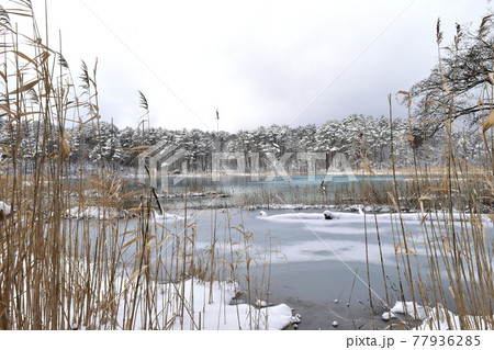 冬の弁天沼 77936285