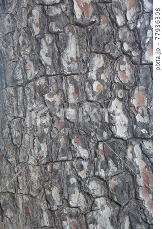 Pine tree bark texture 77936308