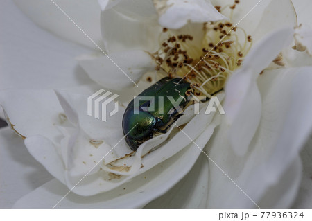 Macro of a beetle Macro of a beetle 77936324