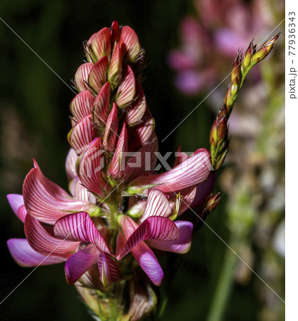 Spontaneous onobrychis viciifolia Spontaneous onobrychis viciifolia 77936343
