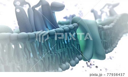 Lipid Medical ,medical illustration 77936437