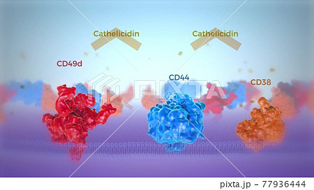 Cutaway view of human cell membrane in red and blue showing transmembrane proteins.medical illustration 77936444