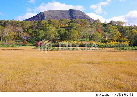 北海道共和町　秋の神仙沼湿原とチセヌプリ 77936642