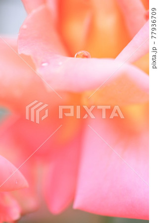 薔薇のマクロ撮影 薔薇のマクロ撮影 77936709