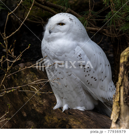 The Snowy Owl, Bubo scandiacus is a large, white owl of the owl family The Snowy Owl, Bubo scandiacus is a large, white owl of the owl family 77936979