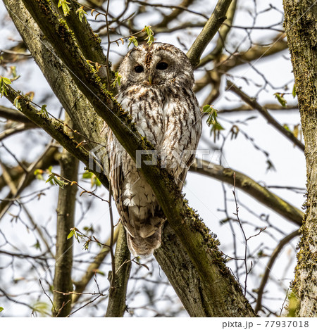 Juvenile Tawny Owl Strix Aluco Perched On A Twigの写真素材