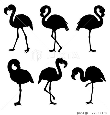 Flamingo Isolated Silhouette Flamingo のイラスト素材