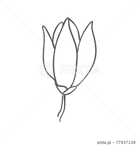 Sketch of graphic hand-drawn magnolia flowers. Vector. Sketch of graphic hand-drawn magnolia flowers. Vector. 77937138