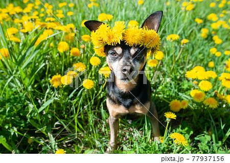 Dog in a wreath of flowers yellow dandelions on a natural background, a portrait of a dog. Spring Summer consept 77937156