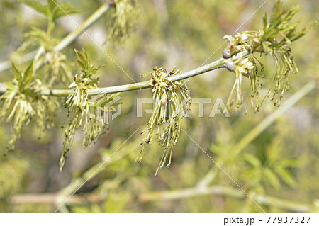 Green plants in spring close-up with leaves 77937327