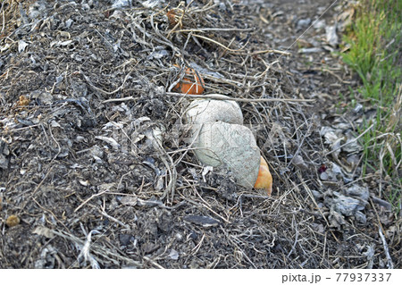 Garbage rotting pile with vegetables and pumpkin cesspool Garbage rotting pile with vegetables and pumpkin cesspool 77937337
