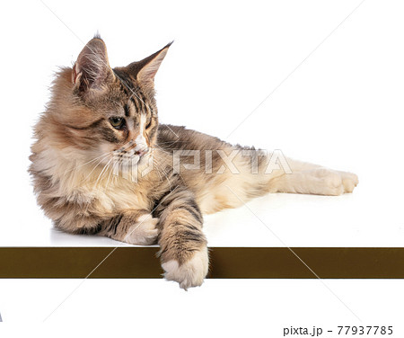 Young Maine coon lying Young Maine coon lying 77937785