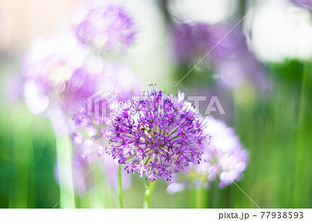 Purple allium flowers in the garden, real natural springtime plants Purple allium flowers in the garden, real natural springtime plants 77938593