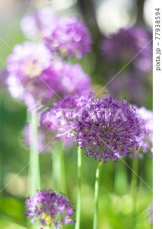 Purple allium flowers in the garden, real natural springtime plants 77938594