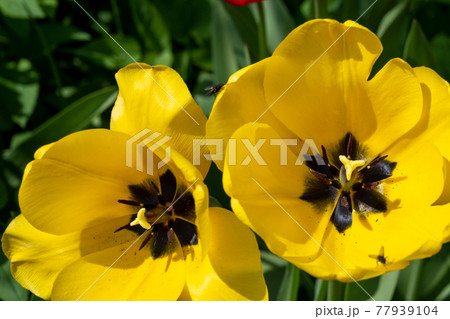 A closeup picture of yellow tulip flowers 77939104