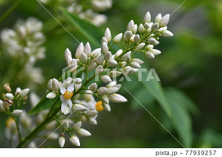 ナンテンの花の写真素材 ナンテンの花の写真素材